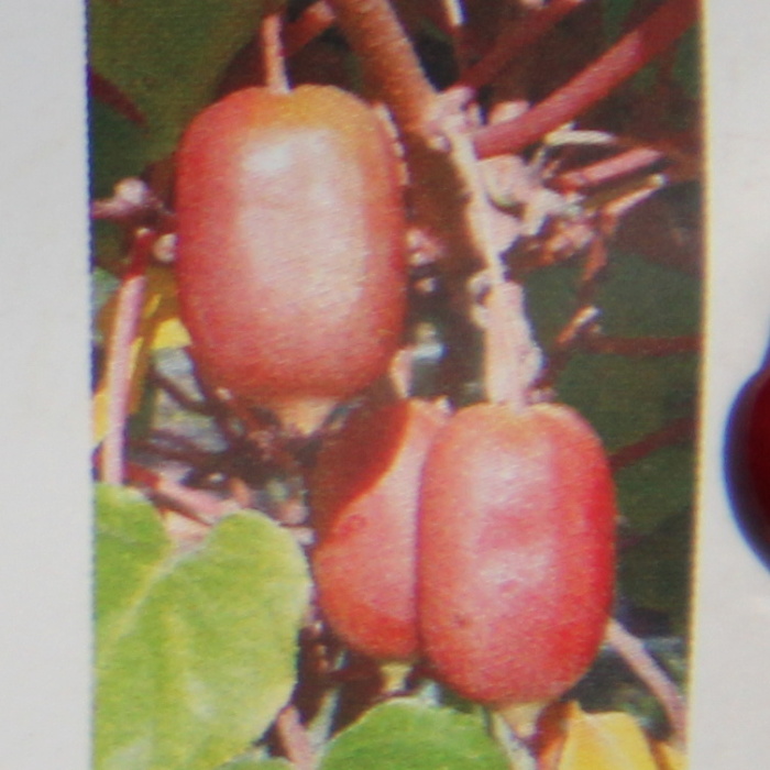 Popínavé rostliny - Aktinidie význačná Scarlet September Kiwi kmínek 100cm