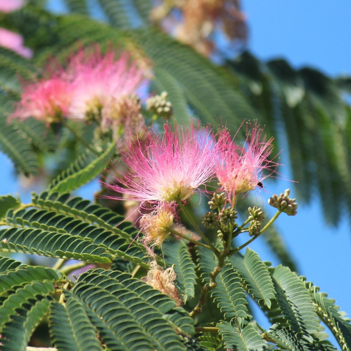 Listnaté stromky a stromy - Albízie Ombrella výška 125/150cm, květináč 9 litrů