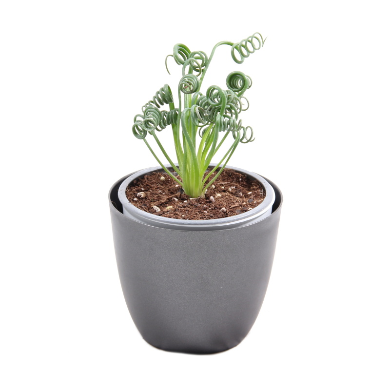 Pokojové rostliny okrasné listem - Albuka 'Frizzle Sizzle' květináč 12cm