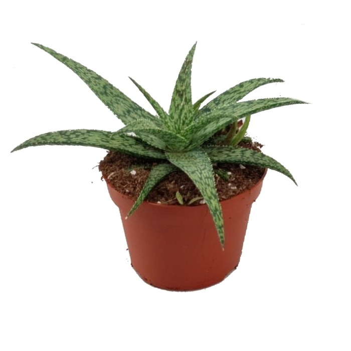 Kaktusy a sukulenty - Aloe MIX květináč 10,5cm