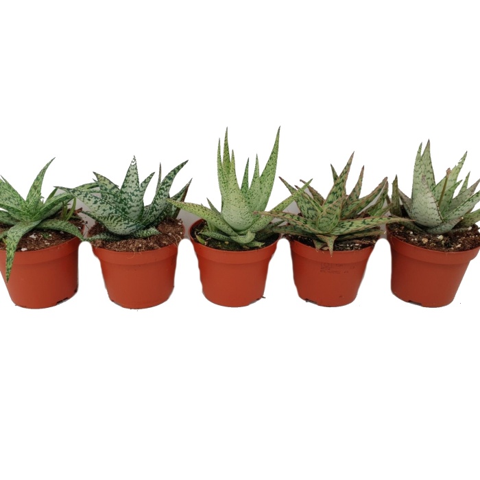 Aloe MIX květináč 10,5cm-0