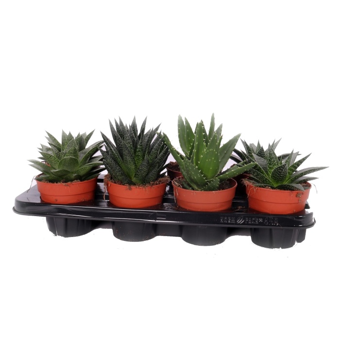 Kaktusy a sukulenty - Aloe mix květináč 12cm
