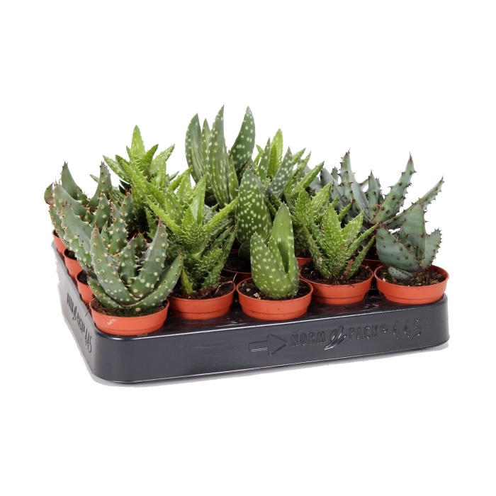 Kaktusy a sukulenty - Aloe mix květináč 6cm