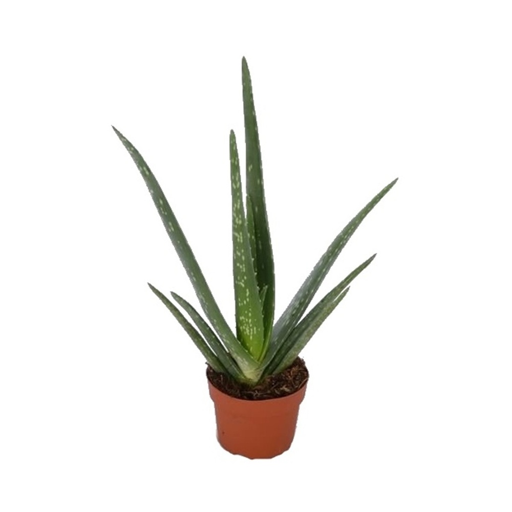 Kaktusy a sukulenty - Aloe pravá květináč 10cm