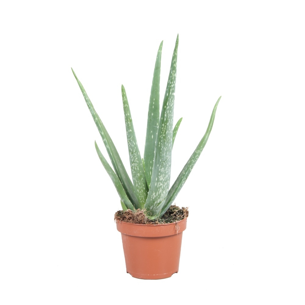 Kaktusy a sukulenty - Aloe pravá květináč 15cm