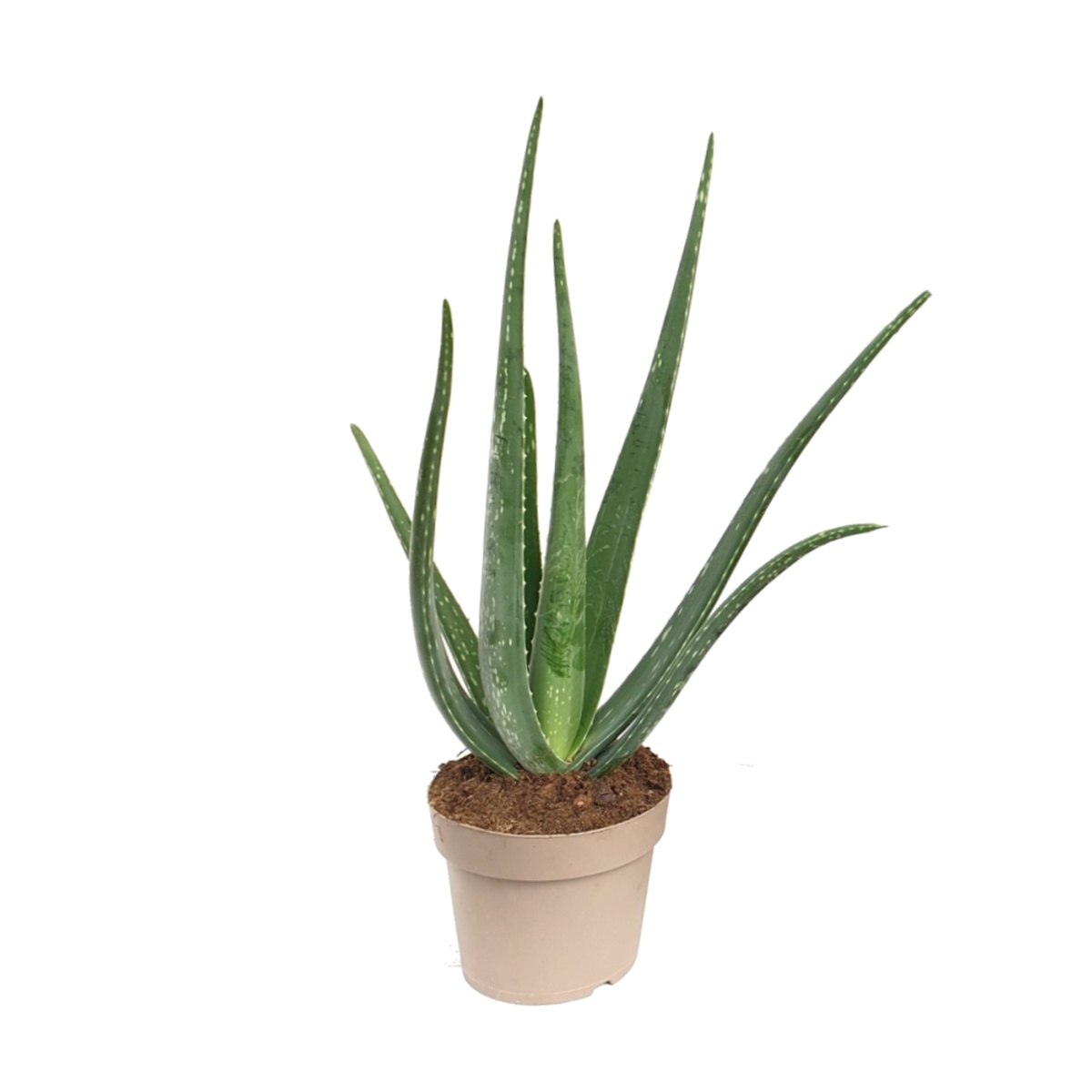Kaktusy a sukulenty - Aloe pravá květináč 21cm