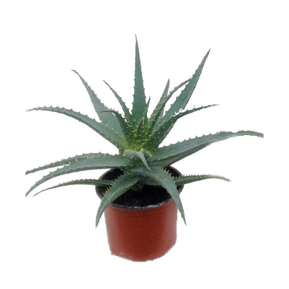 Kaktusy a sukulenty - Aloe stromovitá květináč 11cm
