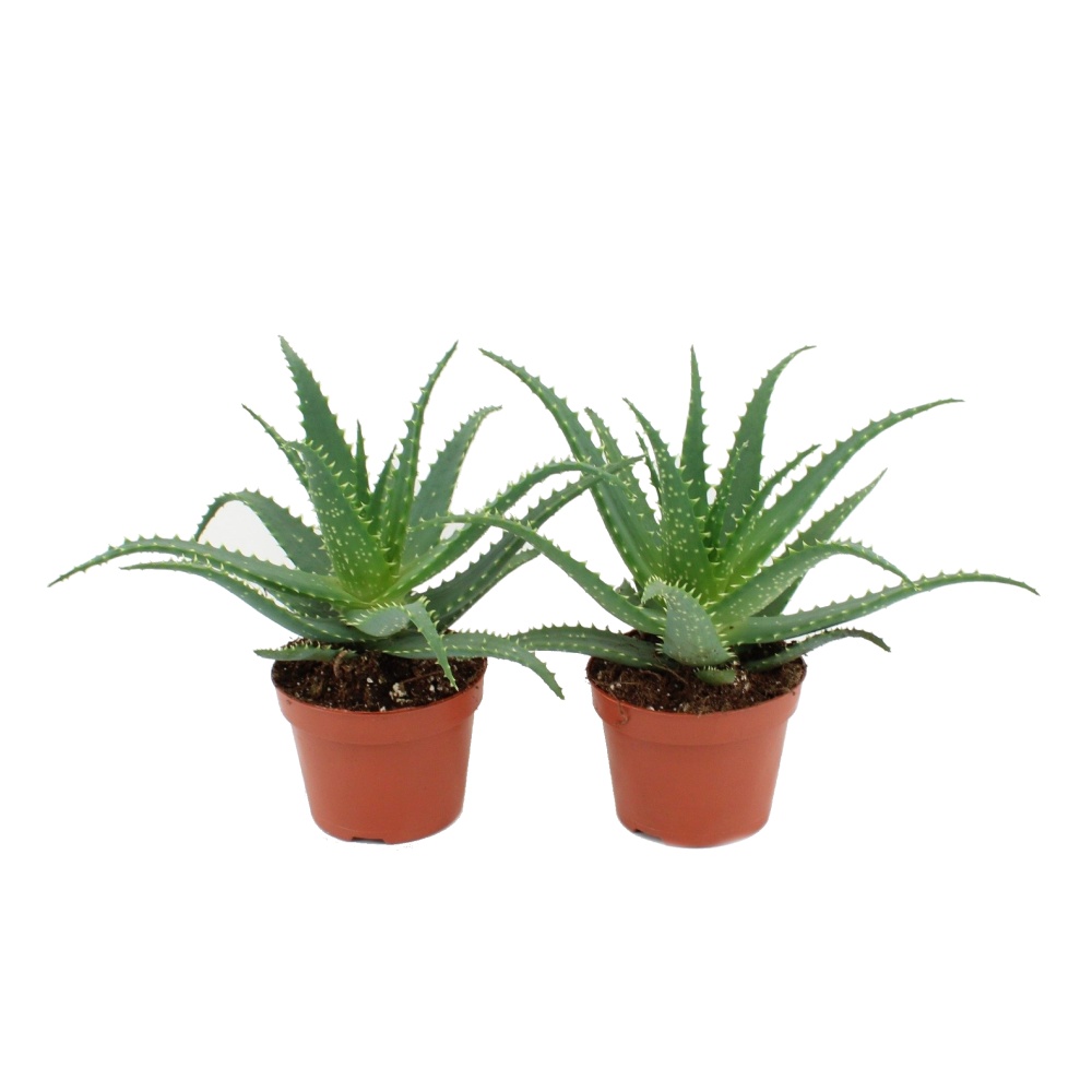 Kaktusy a sukulenty - Aloe stromovitá květináč 5,5cm