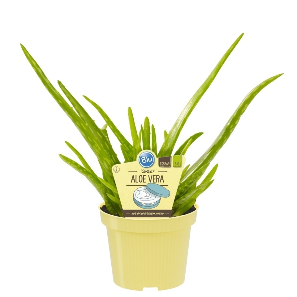 Bylinky - Aloe vera 'Sweet' BIO květináč 12cm