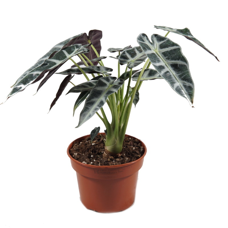 Okrasné pokojové rostliny - Alokázie amazaonská 'Bambino Arrow' květináč 14cm
