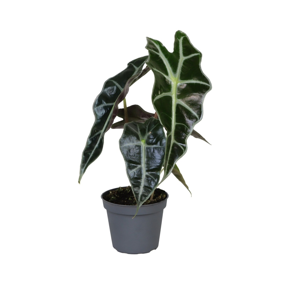 Pokojové rostliny okrasné listem - Alokázie Amazonica Dwarf květináč 6cm