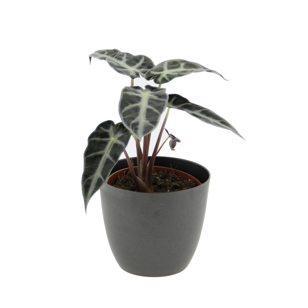 Pokojové rostliny okrasné listem - Alokázie Bambino Arrow květináč 12cm