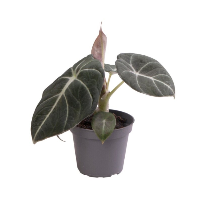 Pokojové rostliny okrasné listem - Alokázie Black Velvet květináč 11cm