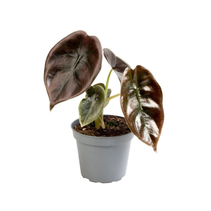 Okrasné pokojové rostliny - Alokázie Cuprea Red květináč 6cm