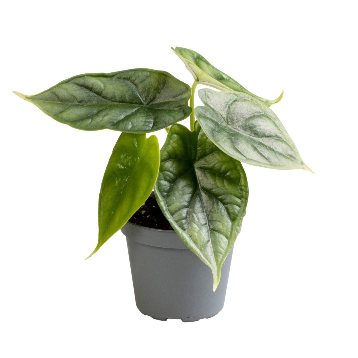 Okrasné pokojové rostliny - Alokázie Dragon Scale květináč 6cm