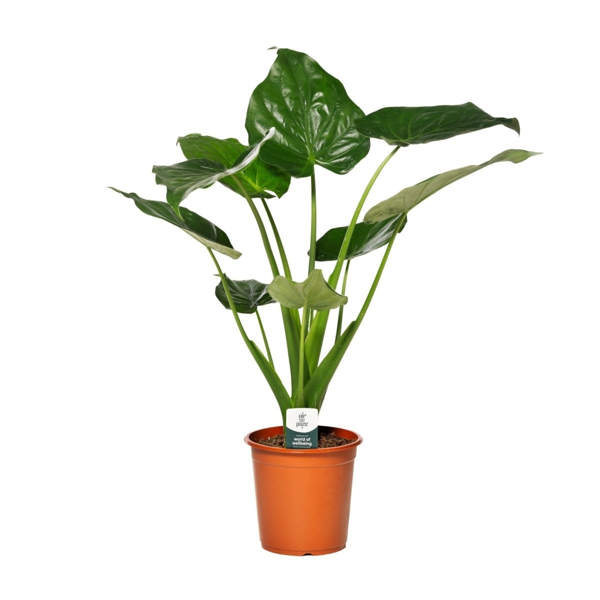 Okrasné pokojové rostliny - Alokázie květináč 19cm