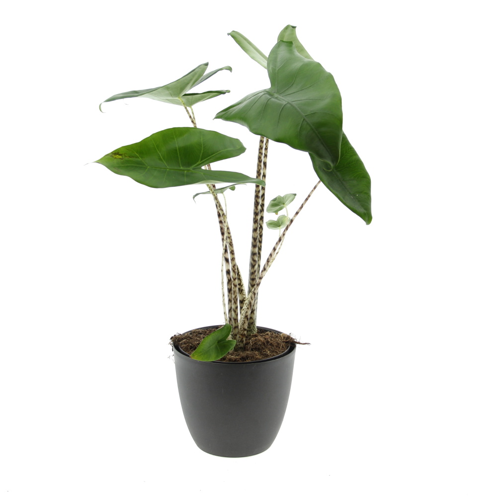 Okrasné pokojové rostliny - Alokázie mix květináč 17cm