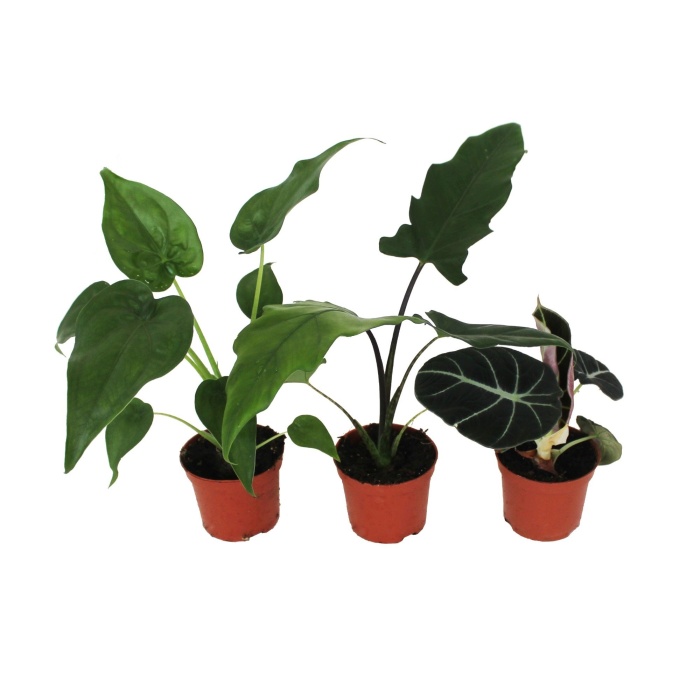 Pokojové rostliny okrasné listem - Alokázie MIX květináč 6cm