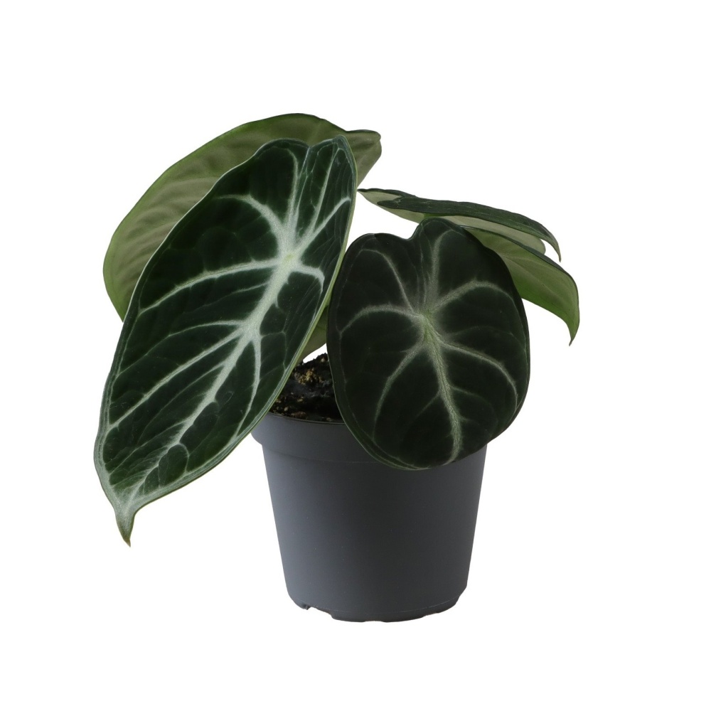 Okrasné pokojové rostliny - Alokázie Ninja květináč 6cm