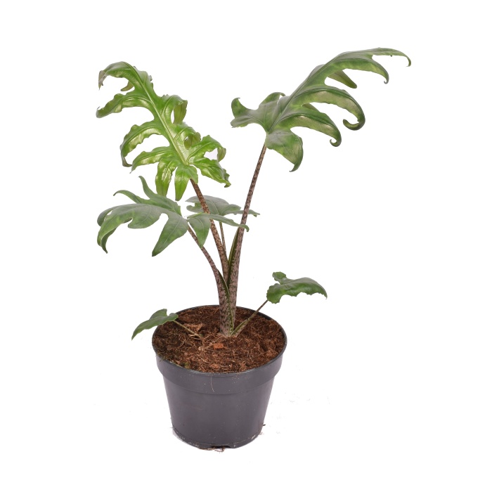 Pokojové rostliny okrasné listem - Alokázie 'Pink Passion' květináč 15cm