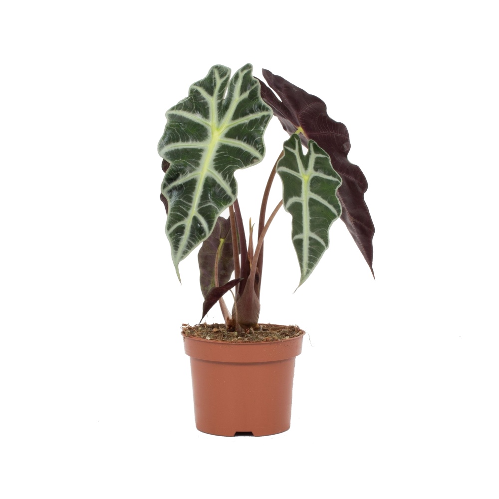 Okrasné pokojové rostliny - Alokázie Polly květináč 12cm