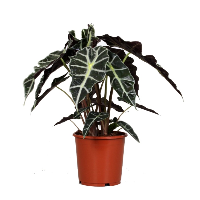 Okrasné pokojové rostliny - Alokázie 'Polly' květináč 17cm