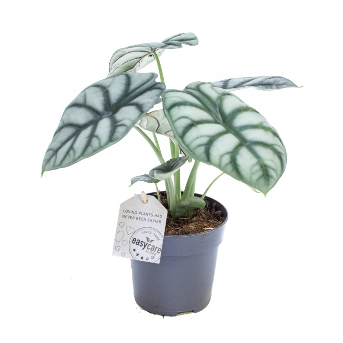 Pokojové rostliny okrasné listem - Alokázie Silver Dragon květináč 11cm