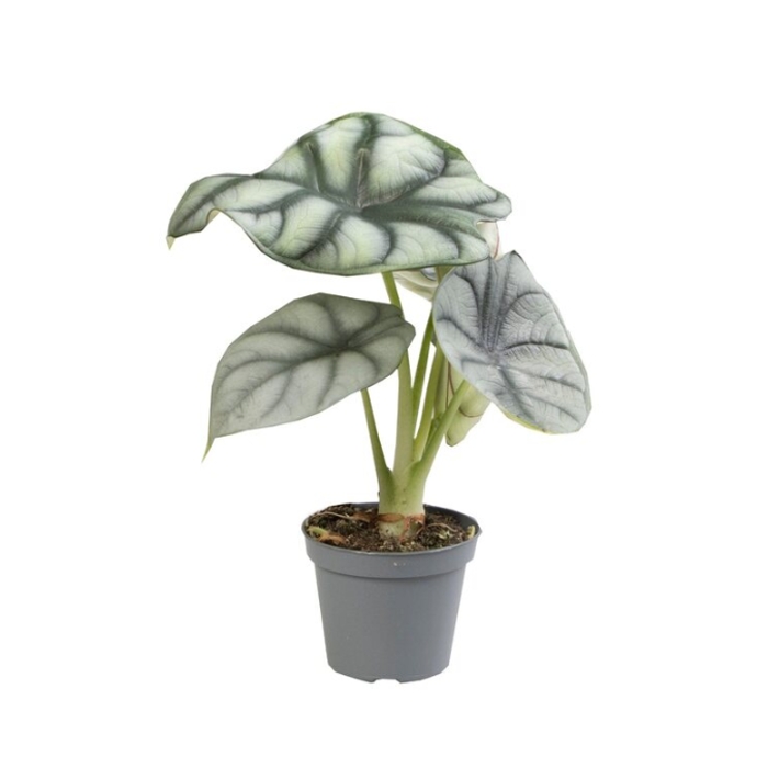 Okrasné pokojové rostliny - Alokázie 'Silver Dragon' květináč 6cm