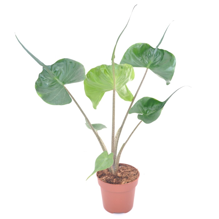 Okrasné pokojové rostliny - Alokázie 'Stingray' květináč 12cm