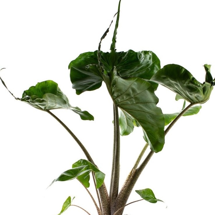 Alokázie 'Stingray' květináč 12cm-0