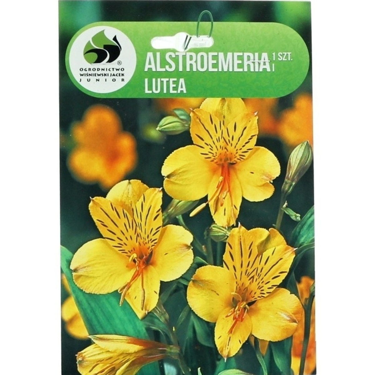 Ostatní jarní cibuloviny - Alstromerie Lutea 1ks