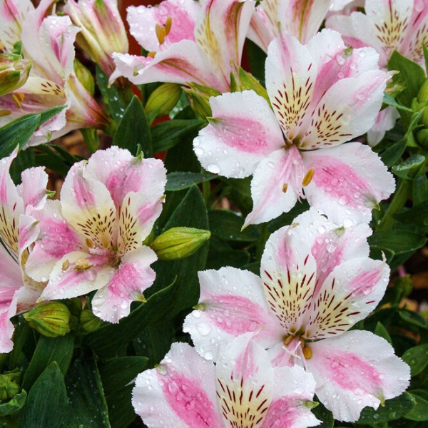 Ostatní jarní cibuloviny - Alstromerie Majestic Fougeré 1ks