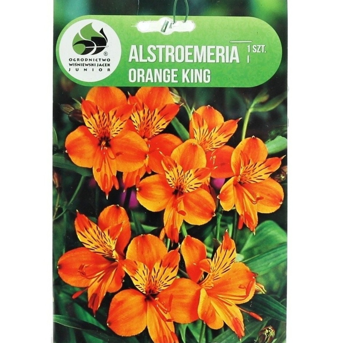 Ostatní jarní cibuloviny - Alstromerie Orange King 1ks