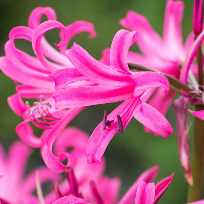 Ostatní jarní cibuloviny - Amarine 'Anastasia' 1ks