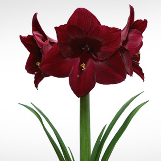 Rostliny - Amarylis (hvězdník) Red Pearl