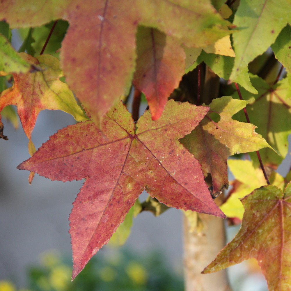 Rostliny - Ambroň západní 'Gum Ball' květináč 15 litrů, polokmen, strom