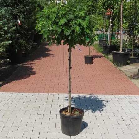 Ambroň západní 'Gum Ball' květináč 15 litrů, polokmen, strom-1