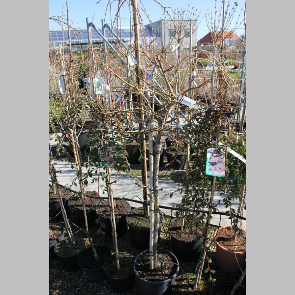 Ambroň západní 'Gum Ball' květináč 15 litrů, polokmen, strom-0