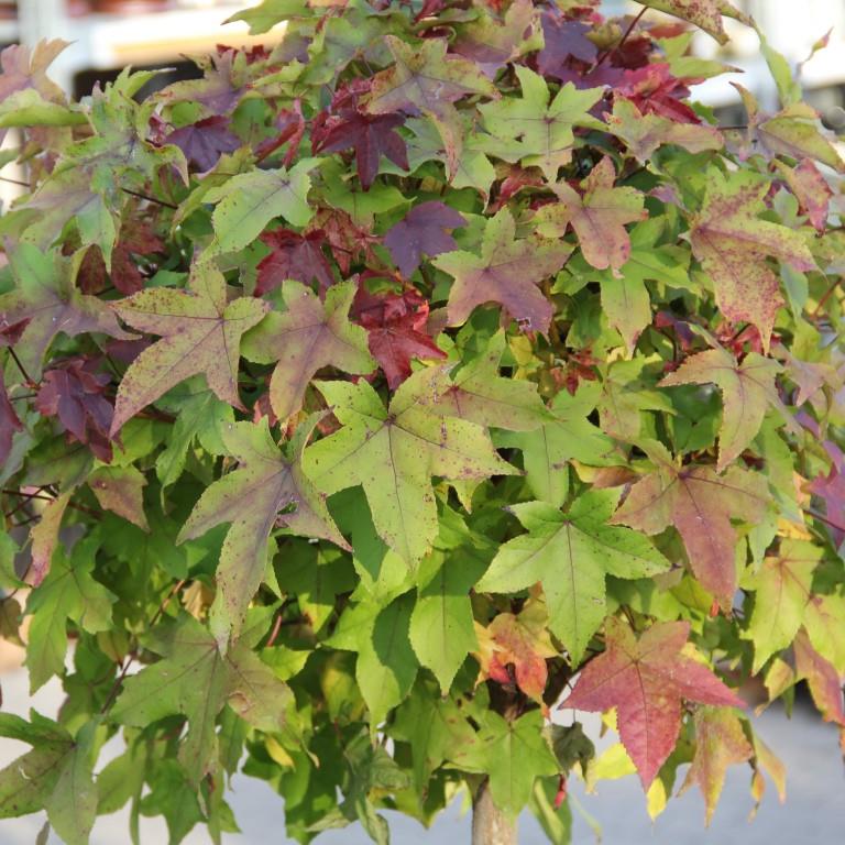 Ambroň západní Gum Ball květináč 18 litrů, obvod kmene 6/8cm, strom-0