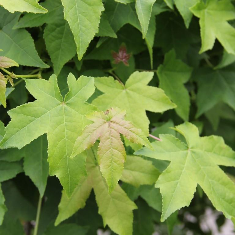 Listnaté stromky a stromy - Ambroň západní Gum Ball květináč 18 litrů, obvod kmene 6/8cm, strom