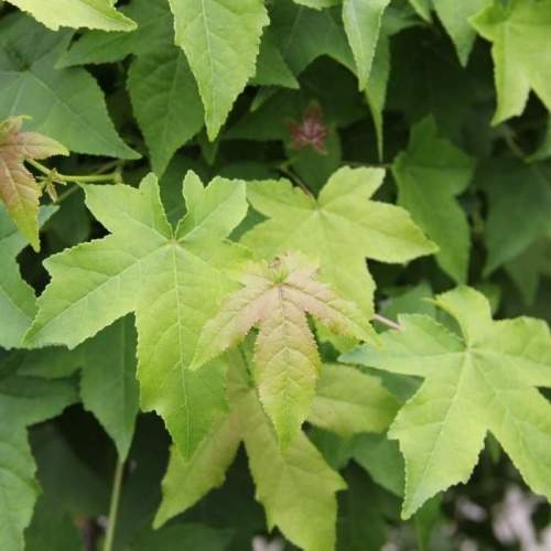 Listnaté stromky a stromy - Ambroň západní Gum Ball květináč 30 litrů, pompon