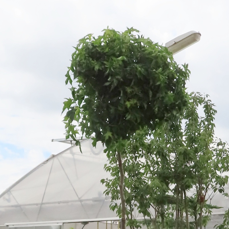 Listnaté stromky a stromy - Ambroň západní 'Gum Ball' květináč 50 litrů, obvod kmene 8/10cm, strom