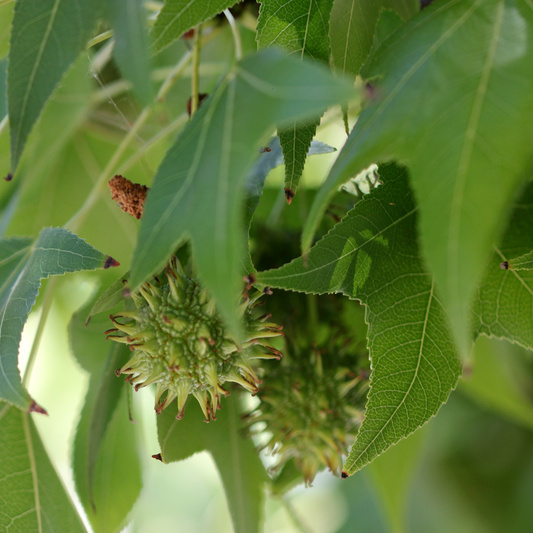 Listnaté stromky a stromy - Ambroň západní květináč 10 litrů, výška 80/100cm, větve od spodu, strom