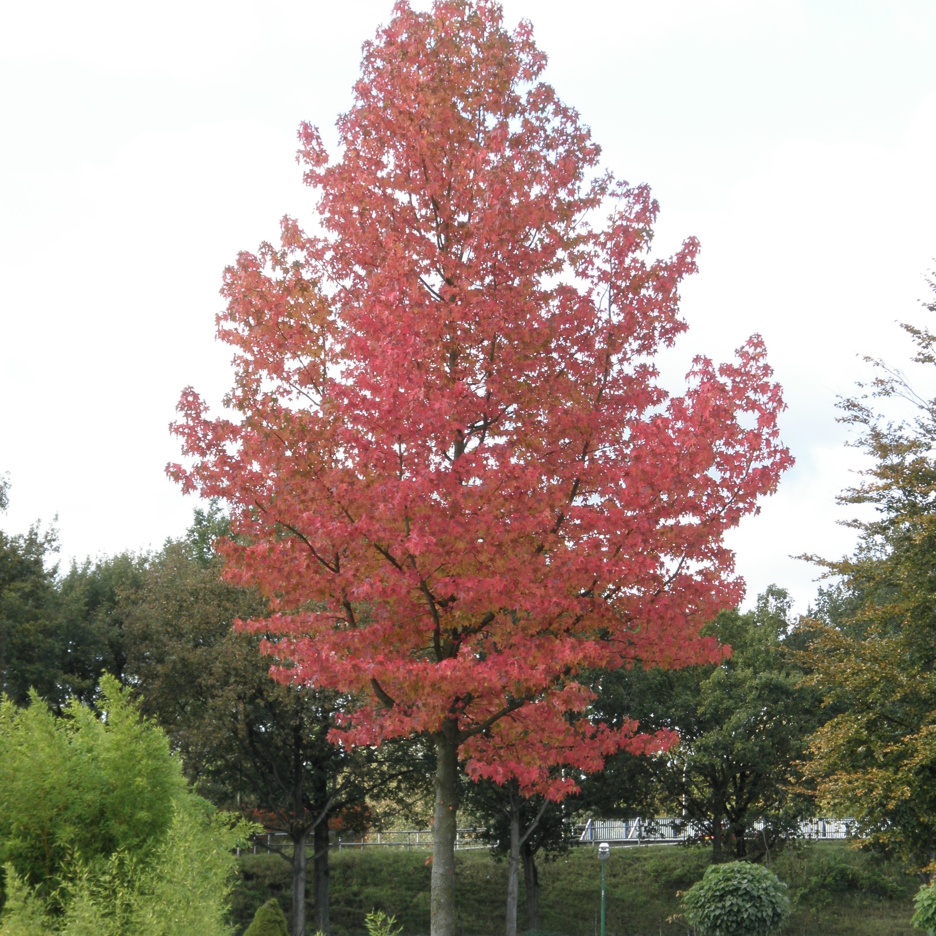 Ambroň západní květináč 10 litrů, výška 80/100cm, větve od spodu, strom-1