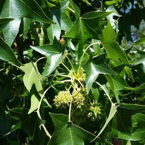 Listnaté stromky a stromy - Ambroň západní květináč 12 litrů, obvod kmene 6/8cm, strom