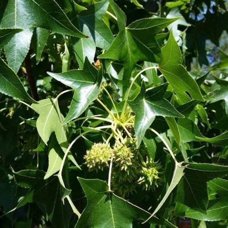 Listnaté stromky a stromy - Ambroň západní výška 150/175cm, květináč 28cm