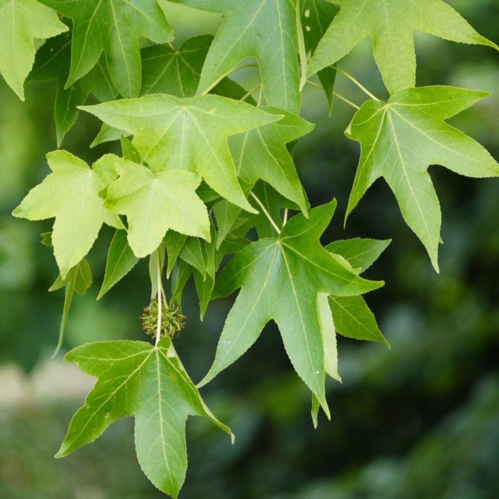 Ambroň západní výška kmene 225cm, zemní bal-0