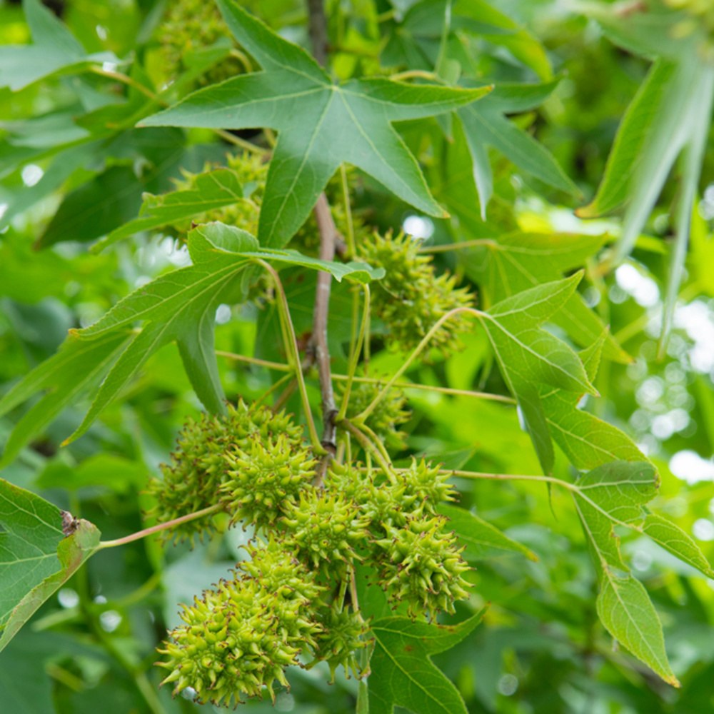 Ambroň západní Worplesdon výška kmene 225cm, zemní bal-0