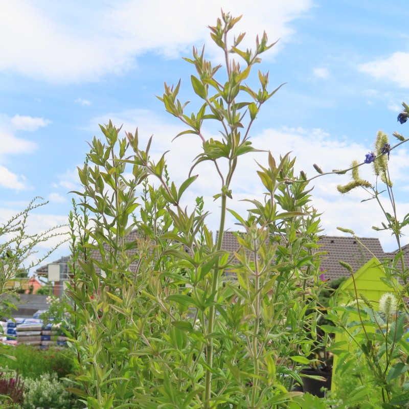 Na slunce - Americká horská máta květináč 11cm