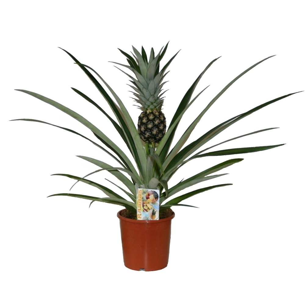 Okrasné pokojové rostliny - Ananas květináč 12cm